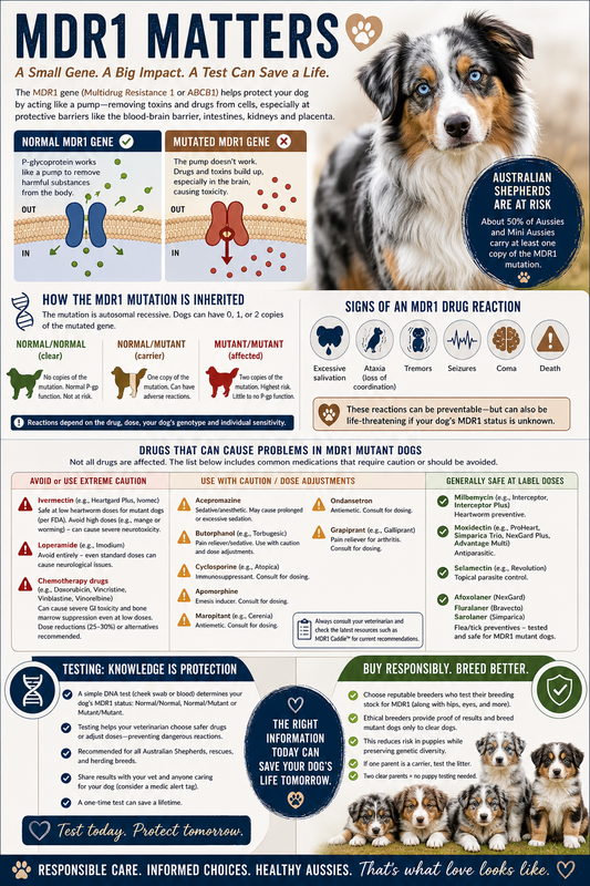 Understanding the MDR1 Mutation in Australian Shepherd