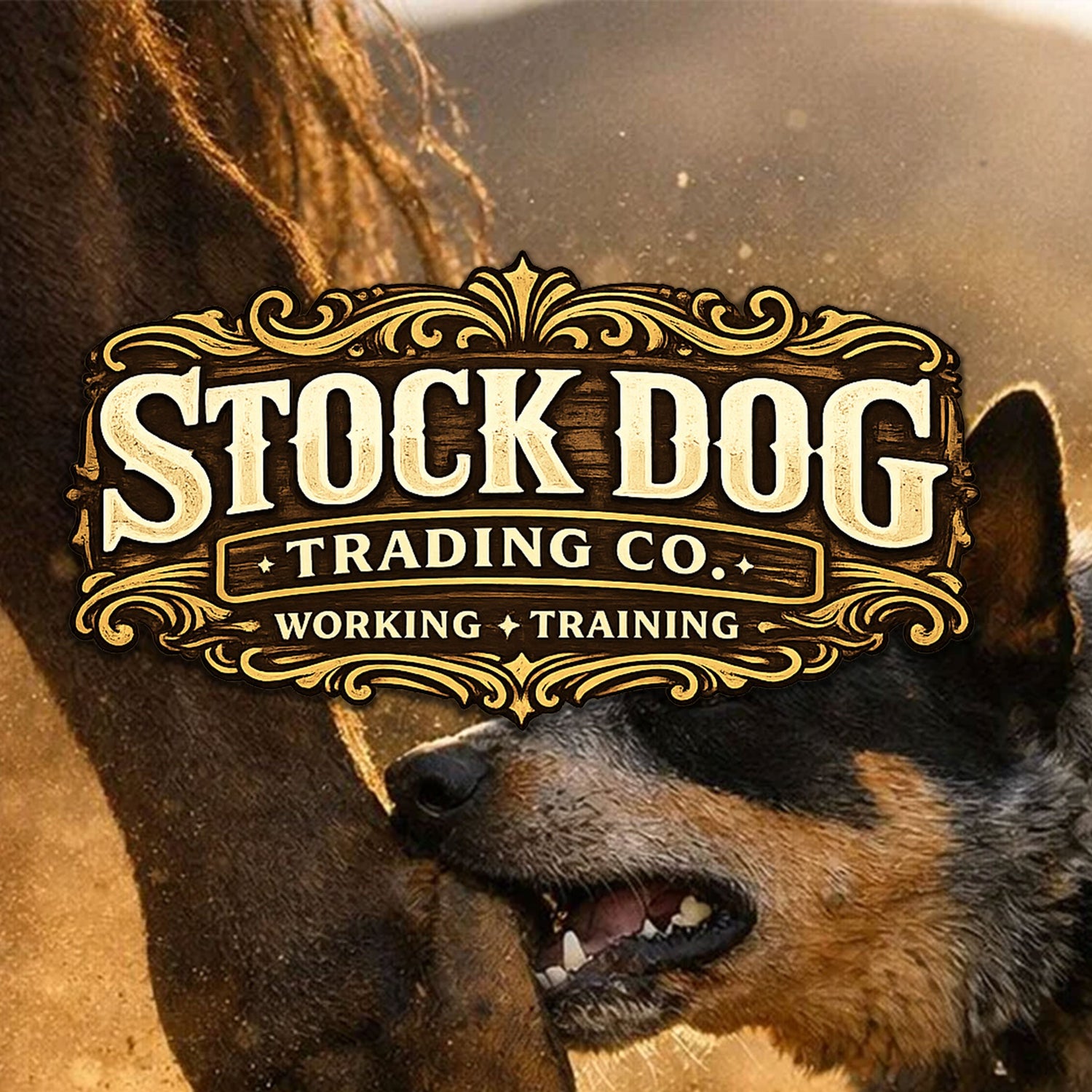 Working and Training Leashes and Collars for Stock Dogs