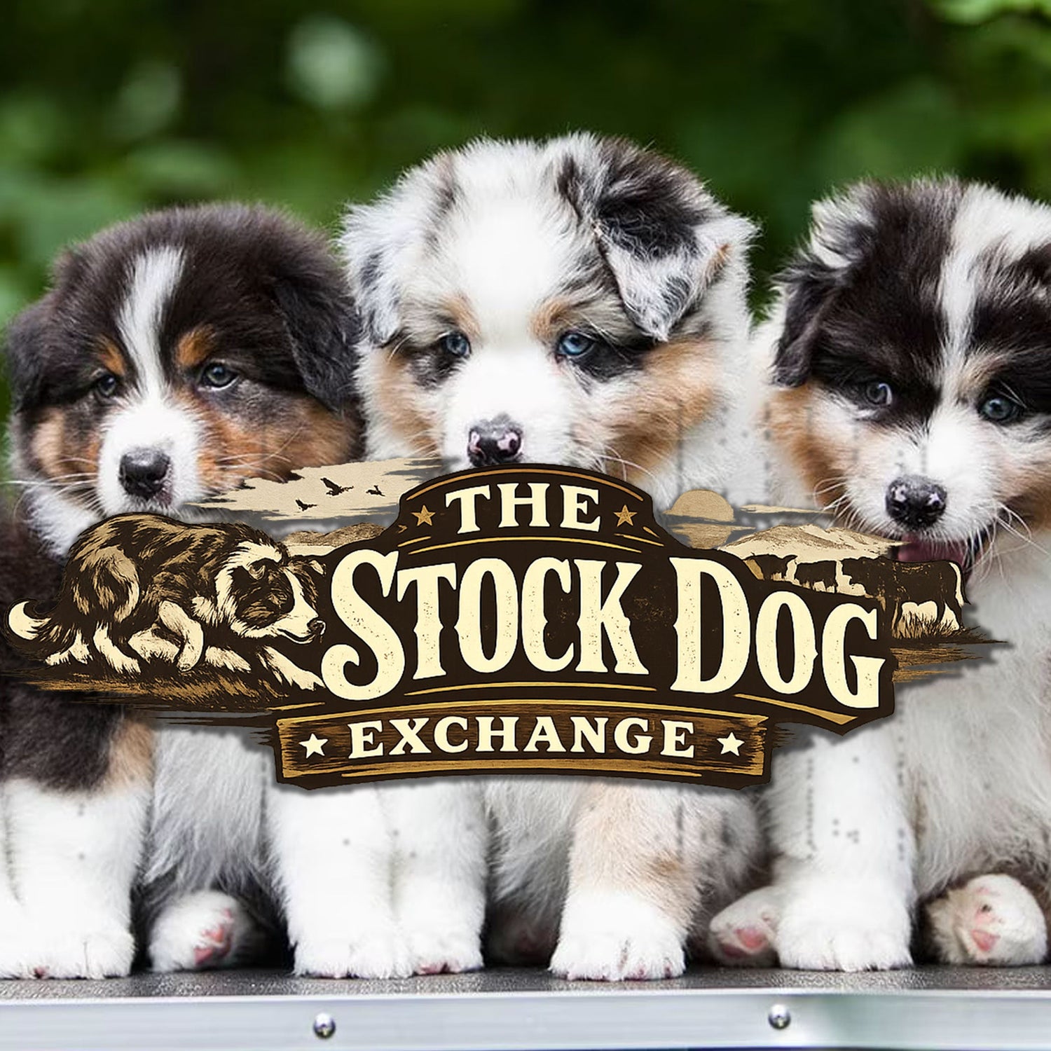 Three fluffy puppies with a rustic The Stock Dog Exchange logo banner across the foreground.